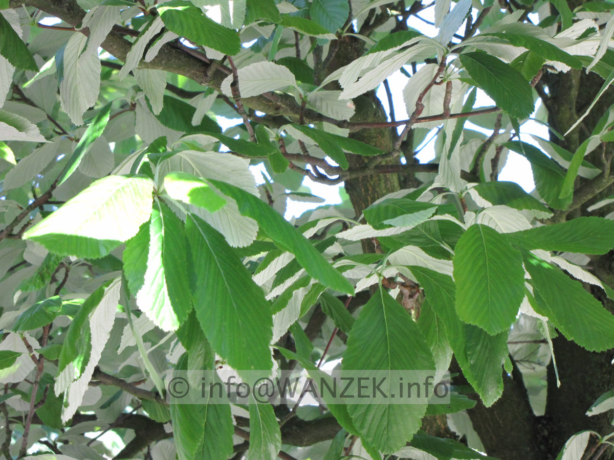 Sorbus aria Magnifica 04 Farbspiel Blaetter 3.JPG